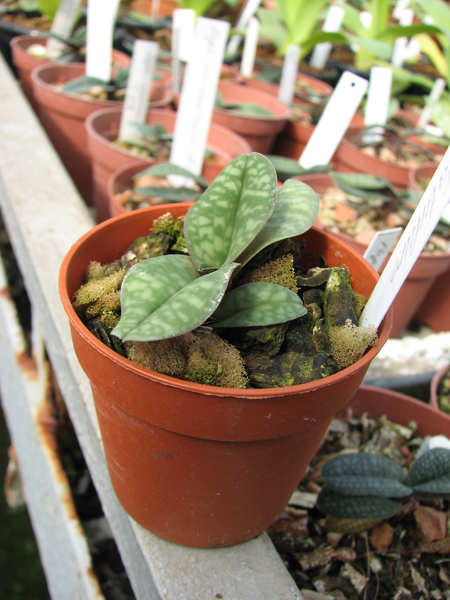 Paphiopedilum bellatulum.jpg