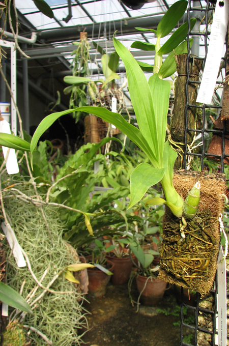 Catasetum Susan Fuchs 'Jumbo'.jpg
