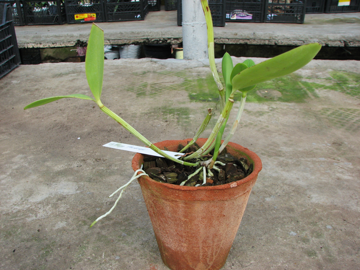 Cattleya forbesii.jpg