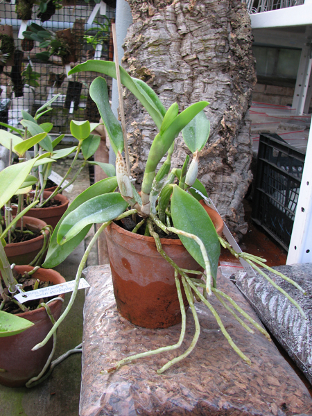 Laeliocattleya Mini Purple 'Blue Pacific' (pumila x walkeriana).jpg