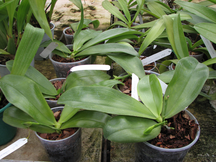 Phalaenopsis violacea 'Borneo'.jpg