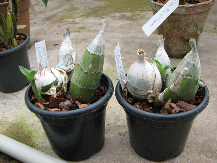 Catasetum fimbriatum (amarelo x bronze).jpg