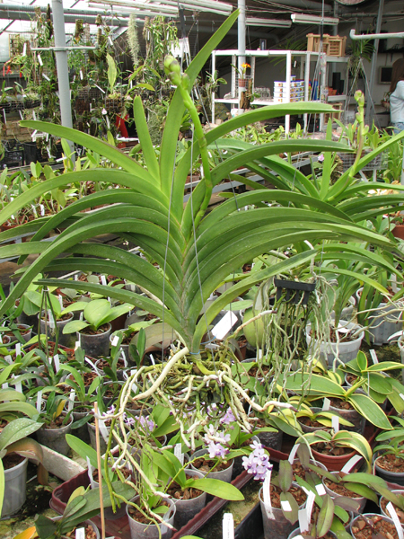 Ascocenda Pak Hai x Vanda Dr Anek.jpg