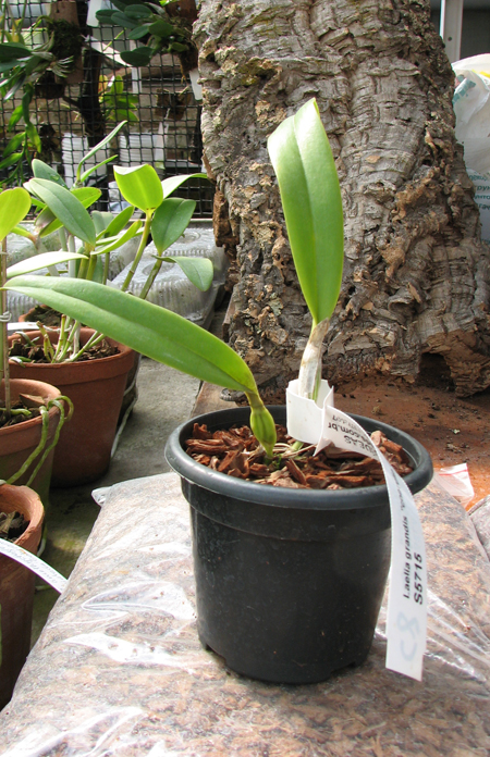 Laelia grandis 'Coerulea Claro' x self.jpg