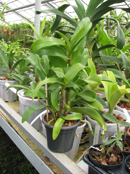 Dendrobium formosum.jpg