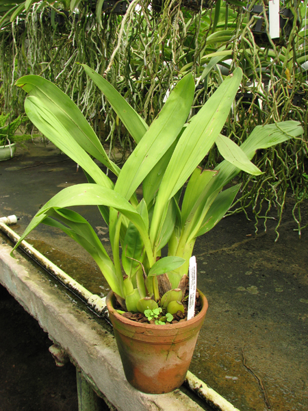 Maxillaria grandiflora.jpg