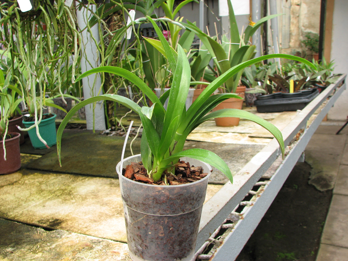 Howeara Chian-Tzy Lovely 'CT Moon Beauty'.jpg