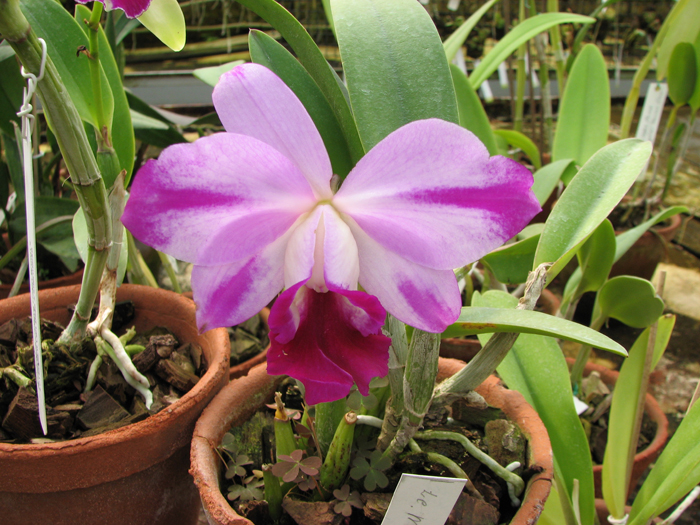 Laeliocattleya Mona Pink 'Hiromi'.jpg