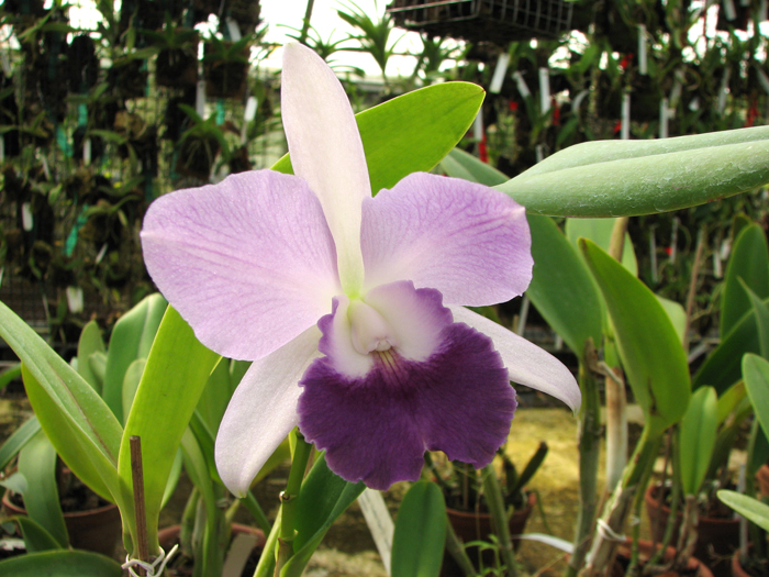 Laeliocattleya Azul Madoka 'Hsinying Blue Star'.jpg