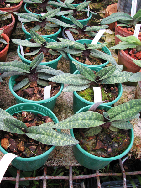 Paphiopedilum Norito Hasegawa (malipoense x armeniacum).jpg