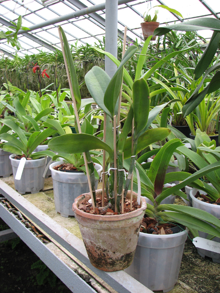 Rhyncholaeliocattleya Waianae Leopard 'Ching Hua'.jpg