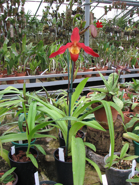 Phragmipedium Living Fire.jpg