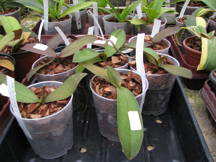 Phalaenopsis stuartiana var nobilis.jpg