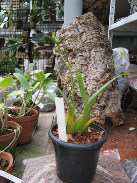 Odontoglossum trilobum x Odontocidium Tiger Glow.jpg