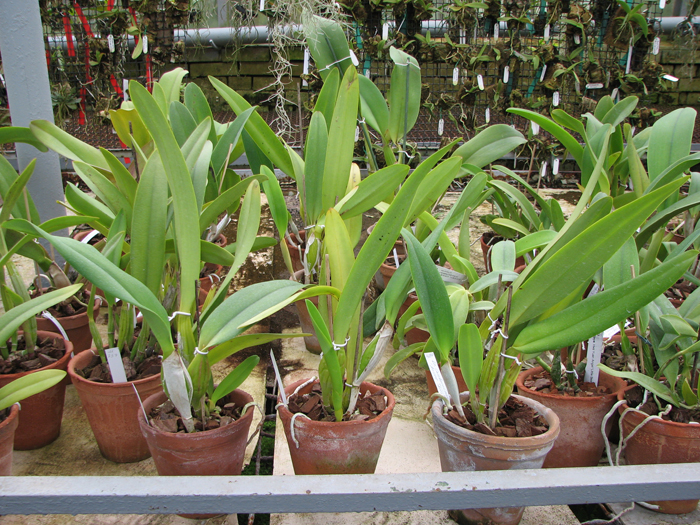 Laeliocattleya Canhamiana coerulea 'Azure Skies'.jpg