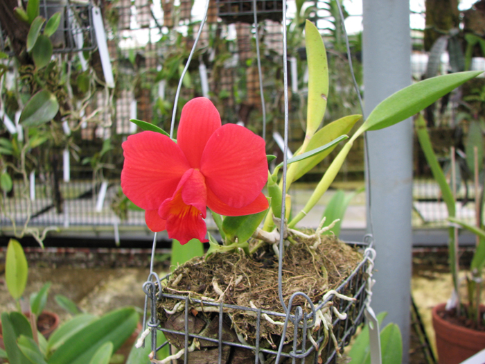 Sophrolaeliocattleya Pink Doll 'Garnet Sea'.jpg