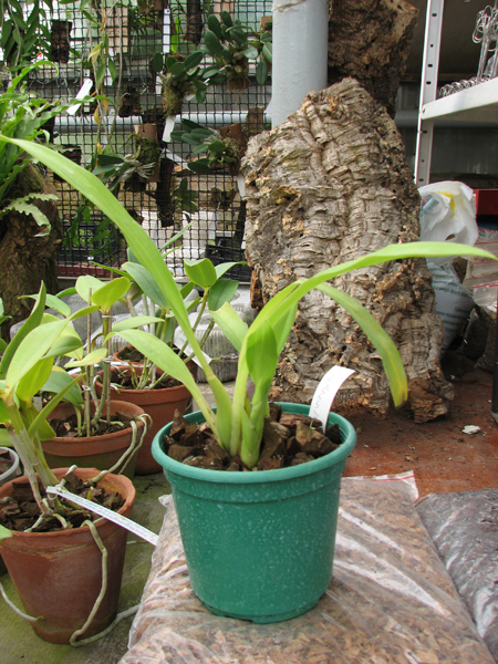 Zygopetalum Rhein Harlequin 'Cappuccino'.jpg
