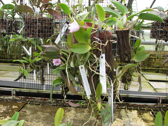 Laelia alaori escura.jpg