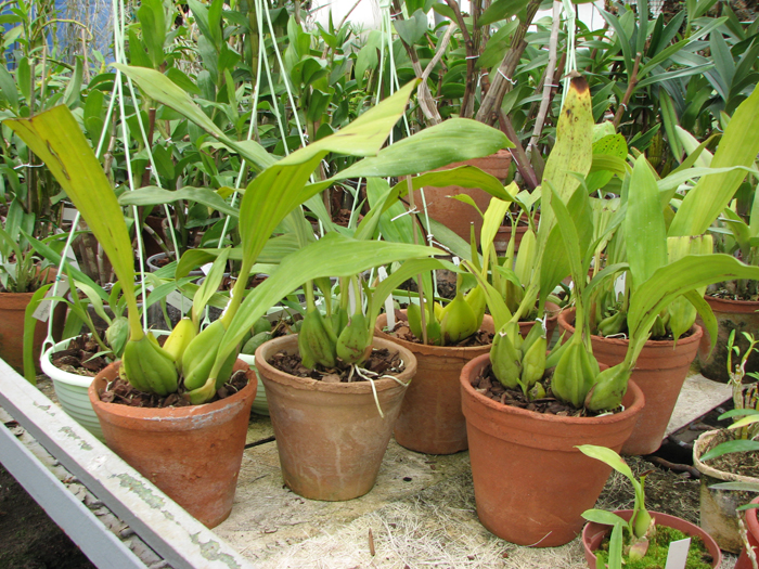 Coelogyne speciosa.jpg
