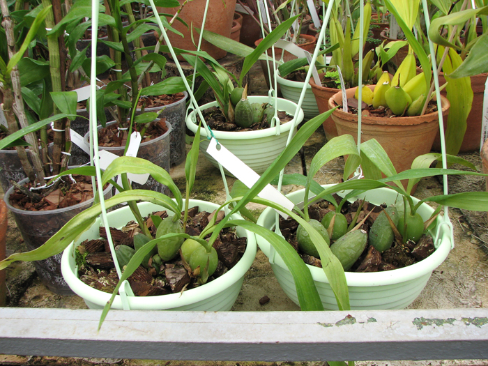 Coelogyne cristata.jpg