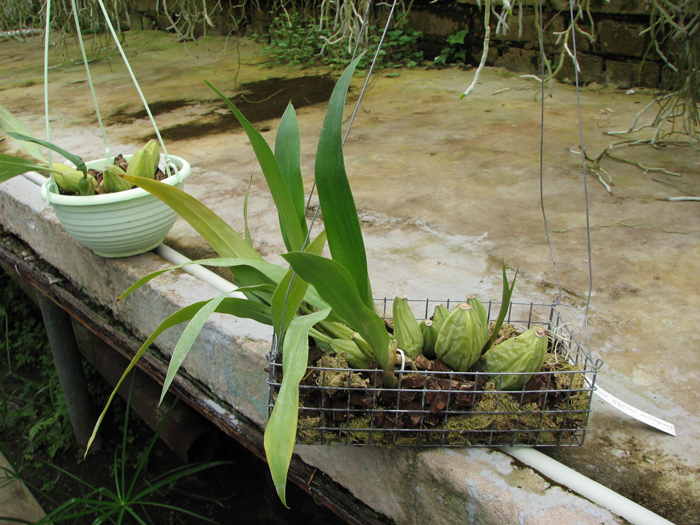 Coelogyne cristata 'maxima'.jpg