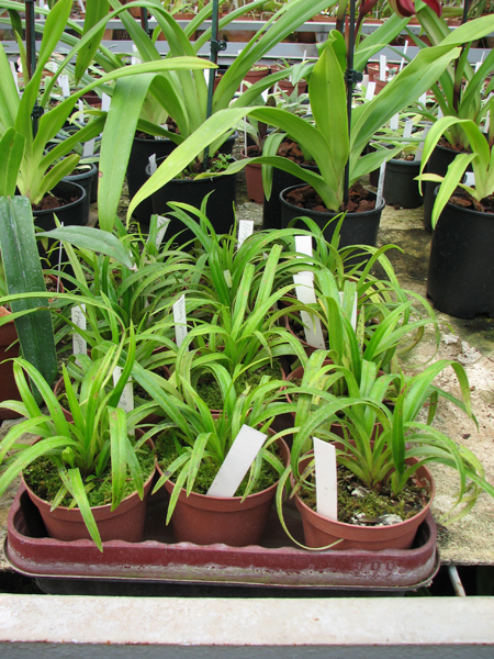 Phragmipedium pearcei x wallisii.jpg