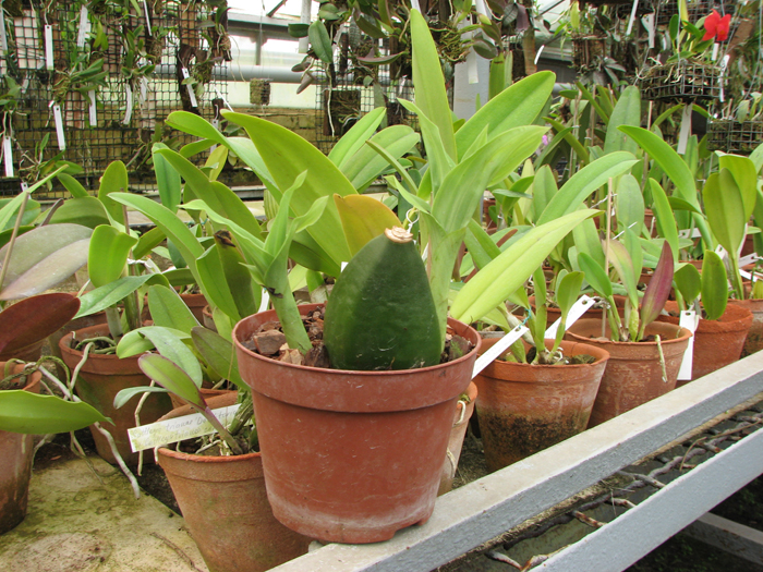 Angulocaste Lady Bath.jpg