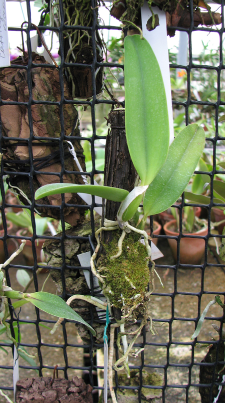 Laelia jongheana.jpg