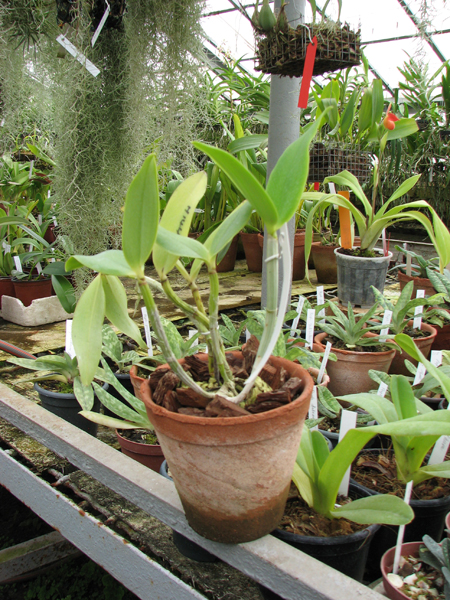 Cattleya Walkerinter.jpg