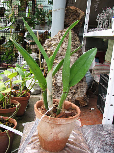Brassolaeliocattleya Village Chief North 'Green Genuie'.jpg