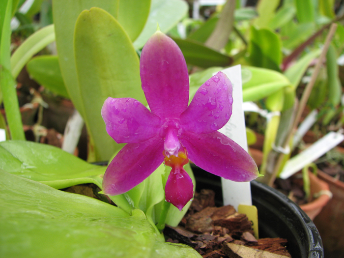 Phalaenopsis violacea.jpg