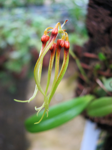 Bulbophyllum hirundinis.jpg