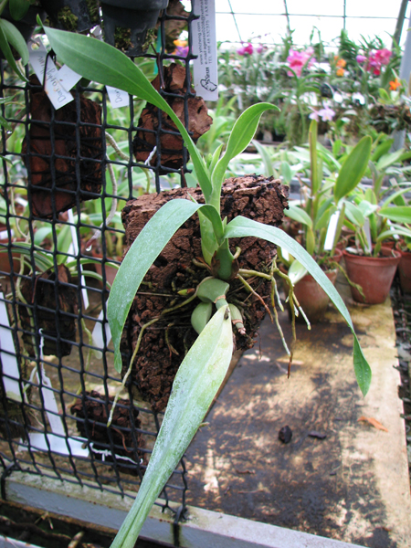 Prosthechea vitellina.jpg