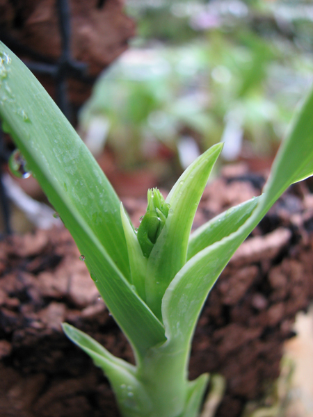 Prosthechea vitellina buds.jpg