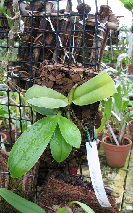 Phalaenopsis venosa.jpg
