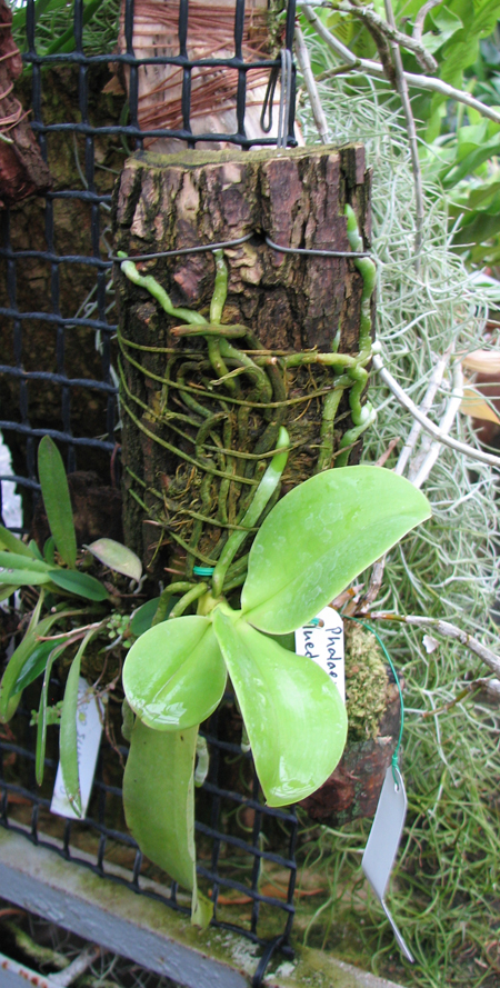 Phalaenopsis lueddemanniana.jpg