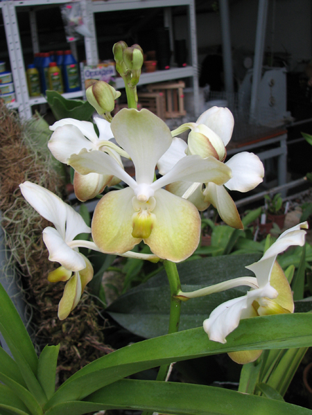 Vanda Rasri Gold x Vanda tessellata.jpg
