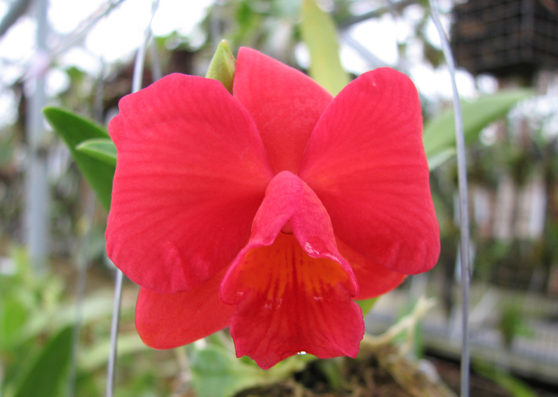 Sophrolaeliocattleya Pink Doll 'Garnet Sea'.jpg