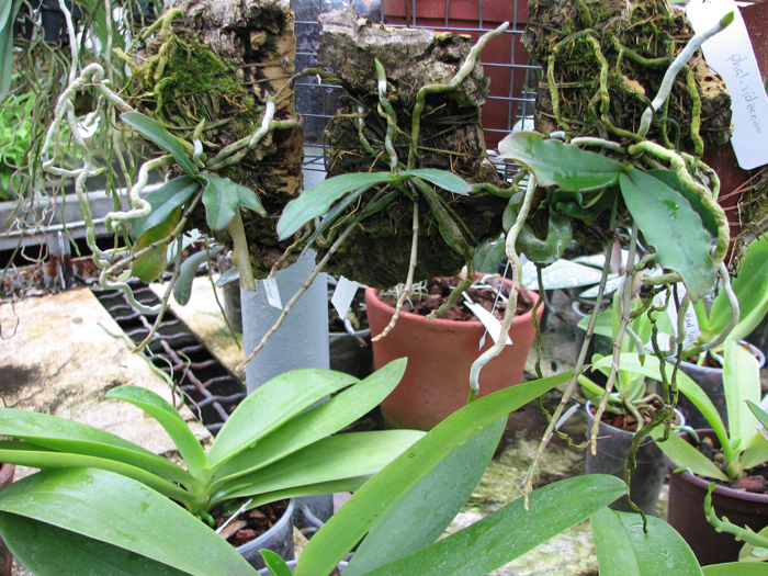 Aerangis mystacidii x decaryana.jpg