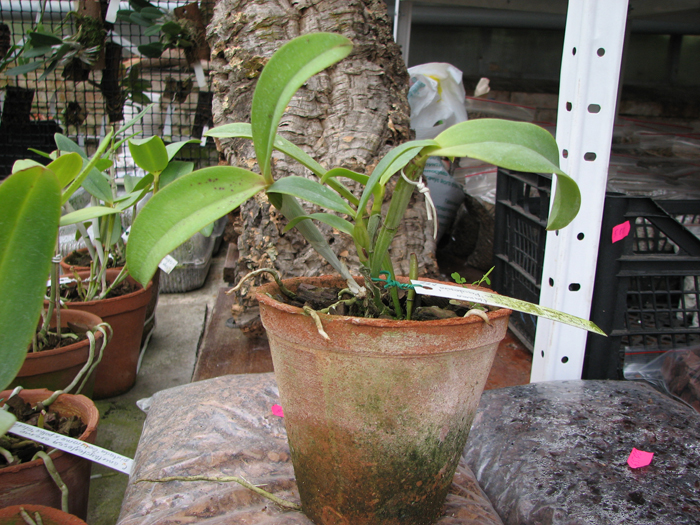 Cattleya violacea rubra flamea 'Alcebiades' XXX x Cattleya violacea tipo 'Rondonia' XXX.jpg