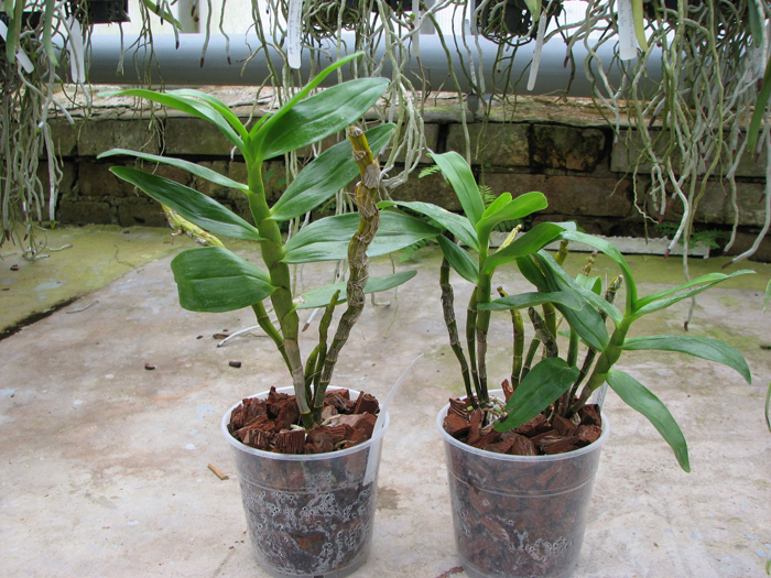 Dendrobium Midas 'Princess'.jpg