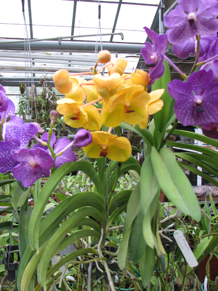 Vanda Kultana Gold x Vanda Lourdes Apostal.jpg