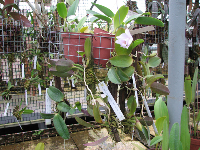 Laelia alaori escura II x Laelia alaori escura I.jpg