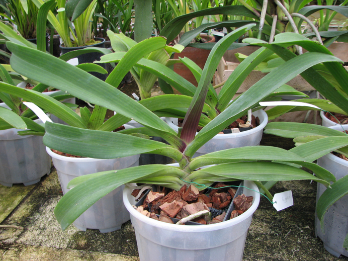 Rhynchostylis gigantea red.jpg