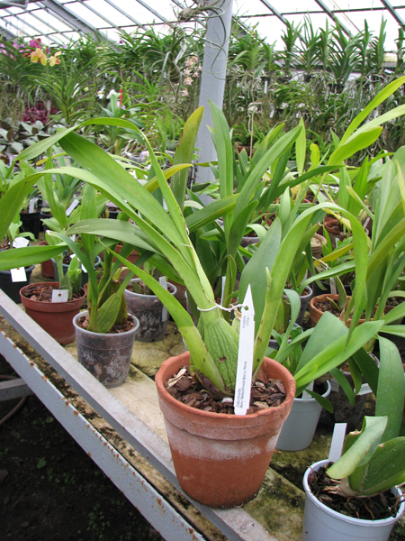 Odontioda Nationhood Bossa Nova.jpg