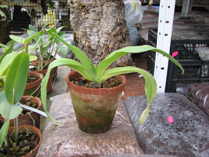 Paphiopedilum Hung Sheng Curet × Enzan Fruit.jpg