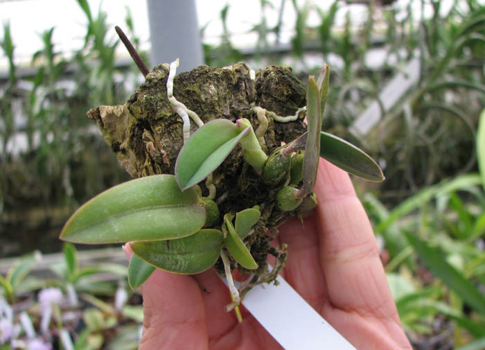 Sophronitis brevipedunculata.jpg