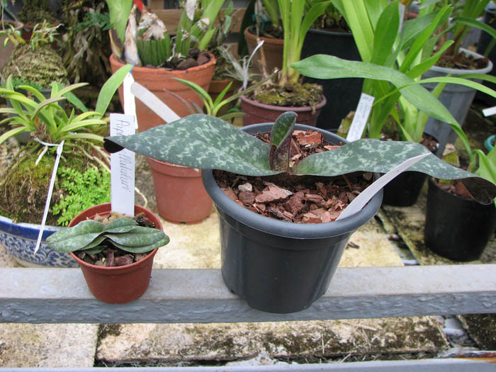 Paphiopedilum bellatulum.jpg