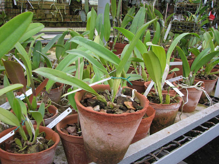 Laelia lobata coerulea 'AM-EC' x SELF.jpg