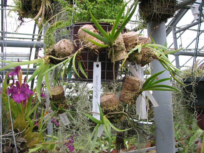 Podangis dactyloceras.jpg